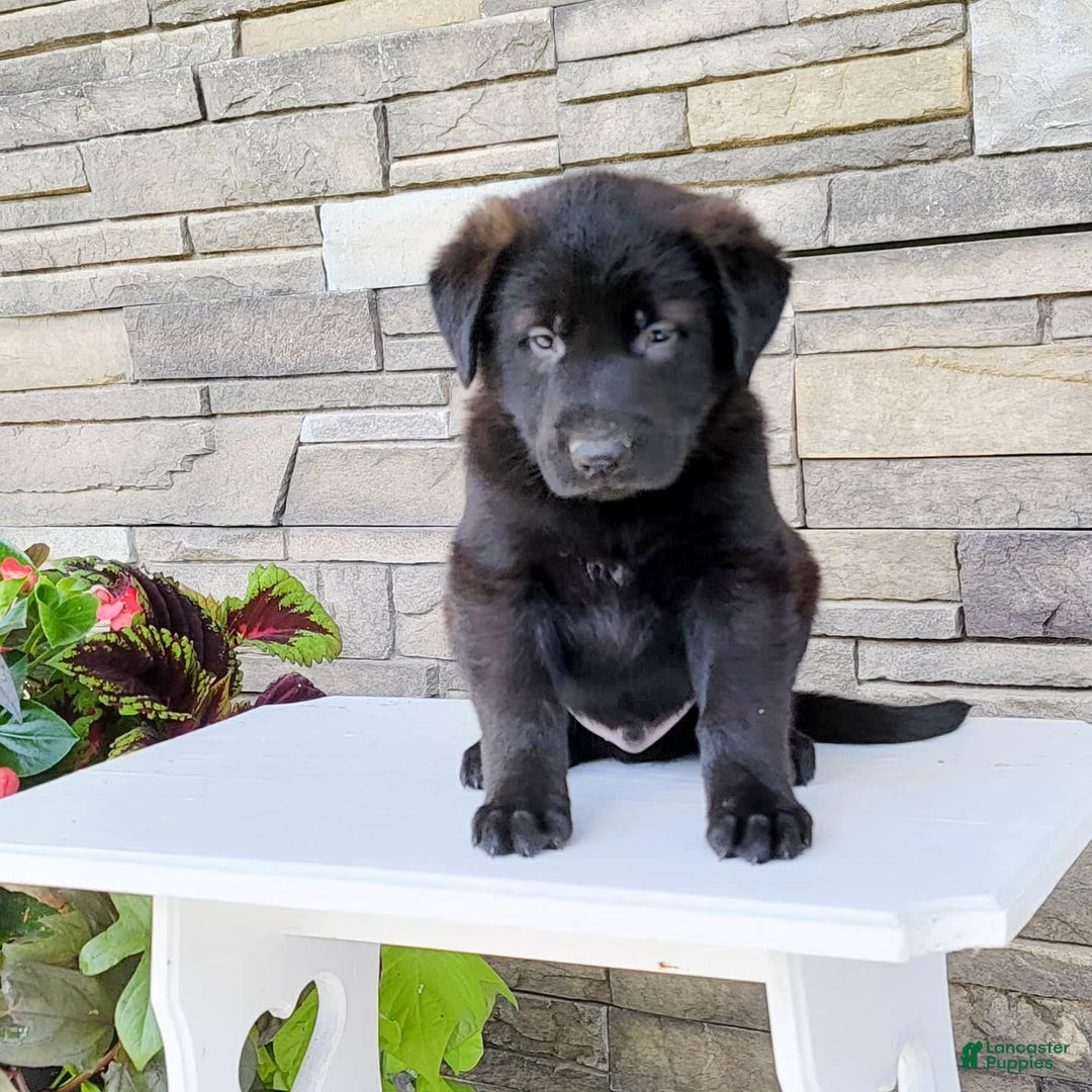 Labrador Retriever dogs for sale: Todd - Image 3