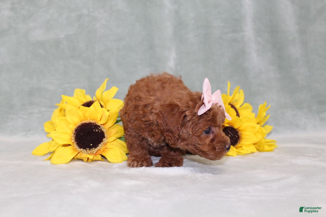 Miniature Poodle dogs for sale: Val - Image 7