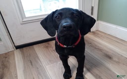 Labrador Retriever dogs for sale: Ruby - Image 8