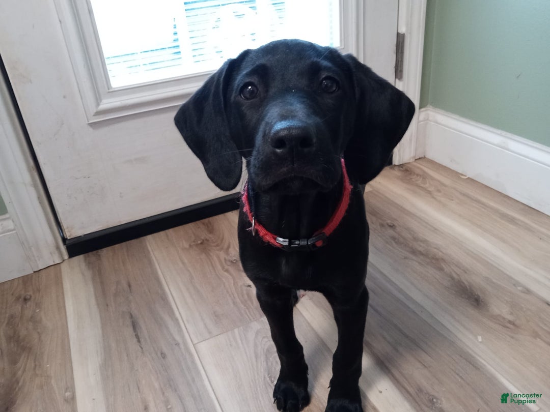 Labrador Retriever dogs for sale: Ruby - Image 8