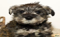 Miniature Schnauzer dogs for sale: Rover - Image 5
