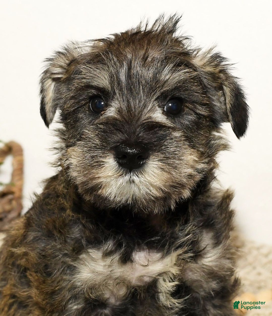 Miniature Schnauzer dogs for sale: Rover - Image 5