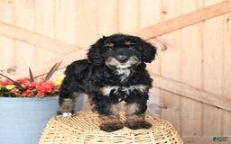 Mini Bernedoodle dogs for sale: Bluebell - Image 1