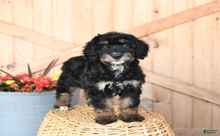 Mini Bernedoodle dogs for sale - Ad 1