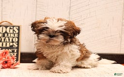 Shih Tzu dogs for sale: Amy - Image 3
