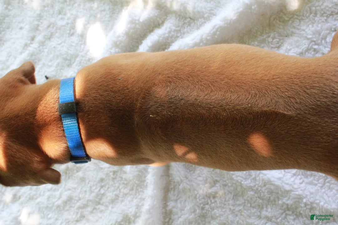 Rhodesian Ridgeback dogs for sale: Sawyer - Image 2