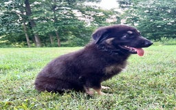 German Shepherd dogs for sale: Liberty - Image 17
