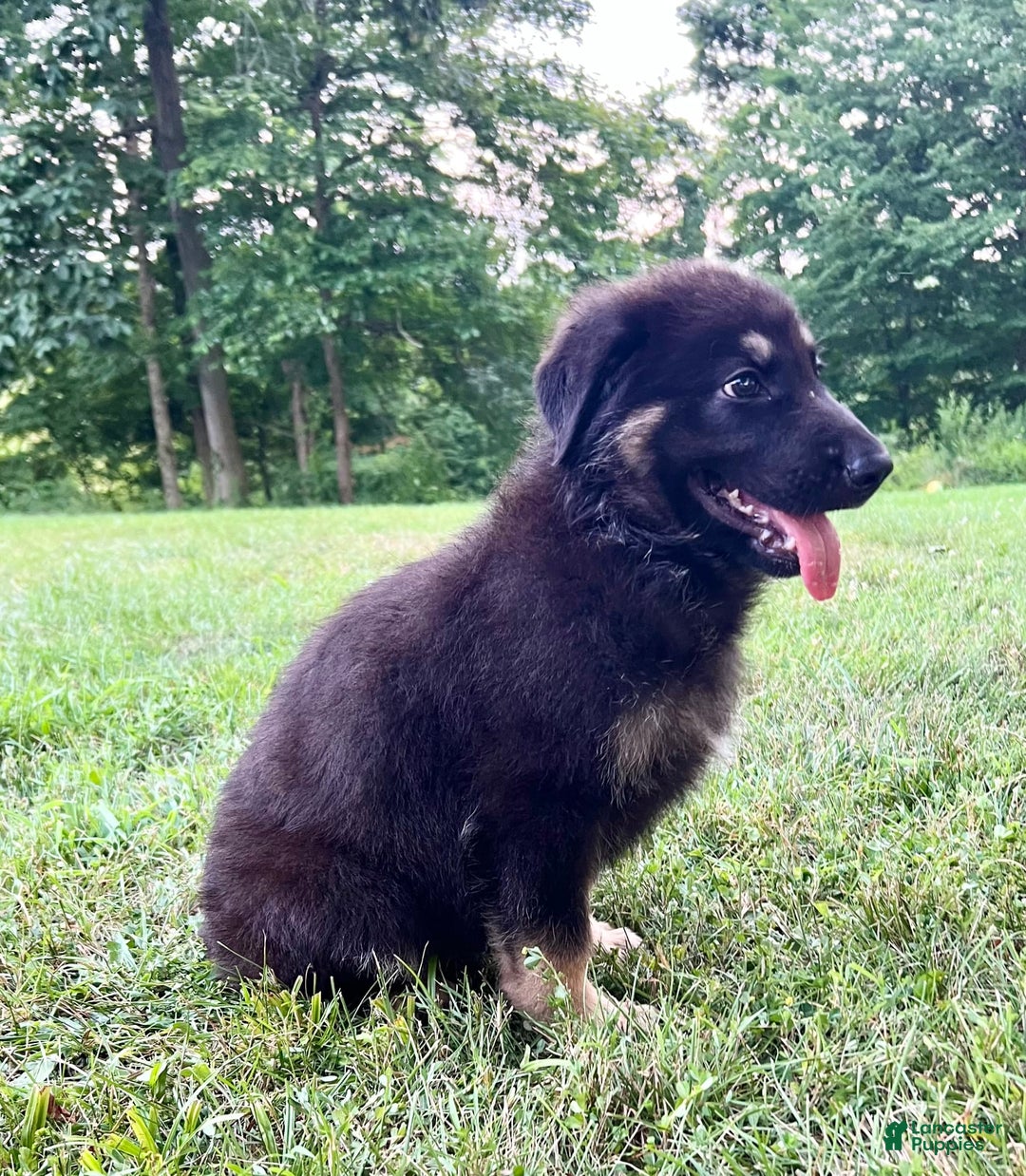 German Shepherd dogs for sale: Liberty - Image 17