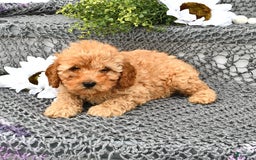 Cavapoo dogs for sale: Faith - Image 5