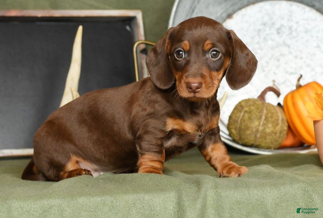Miniature Dachshund dogs for sale: Heidi - Image 3