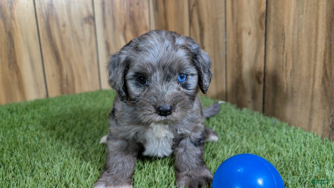 Cavapoo dogs for sale: Bertha Boy 2 - Image 3