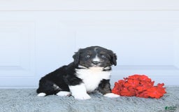Miniature Bernese Mountain Dog dogs for sale: Mason - Image 3