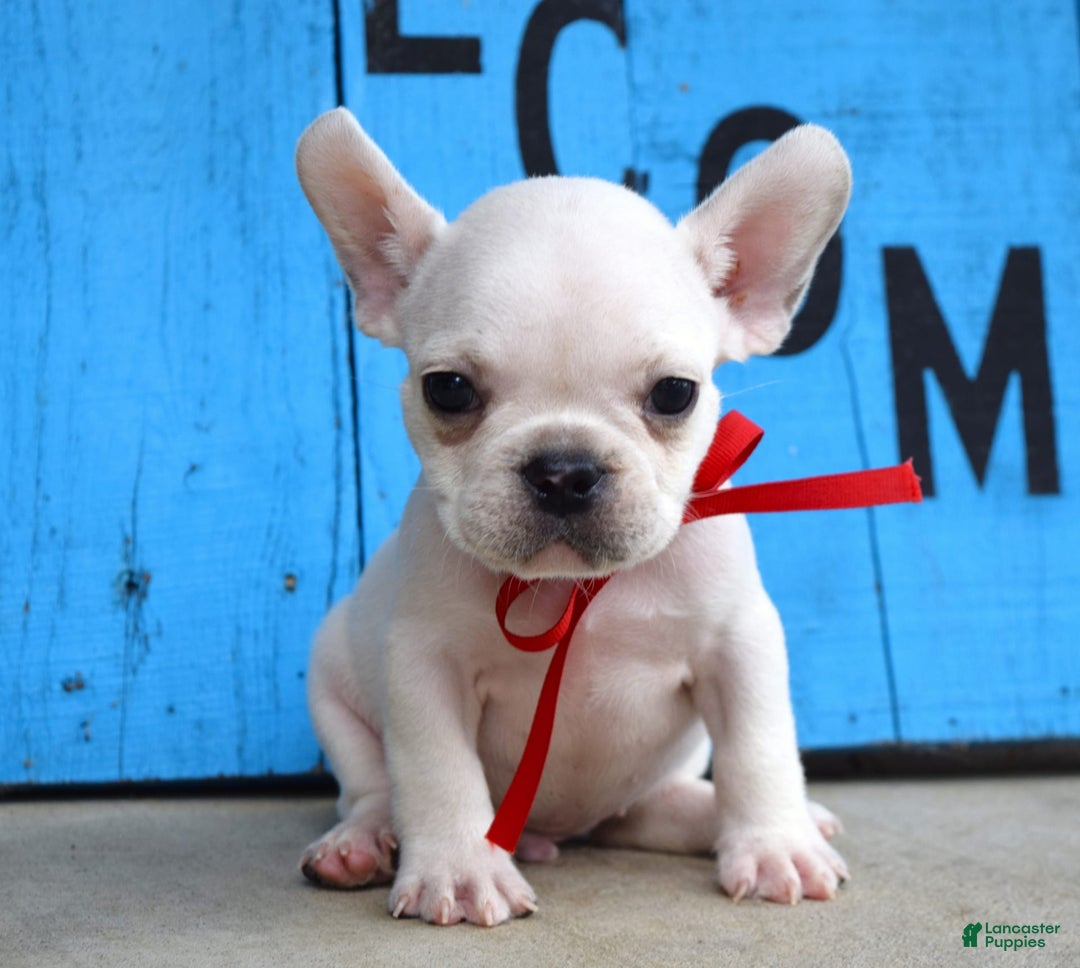 French Bulldog dogs for sale: Fido - Image 11