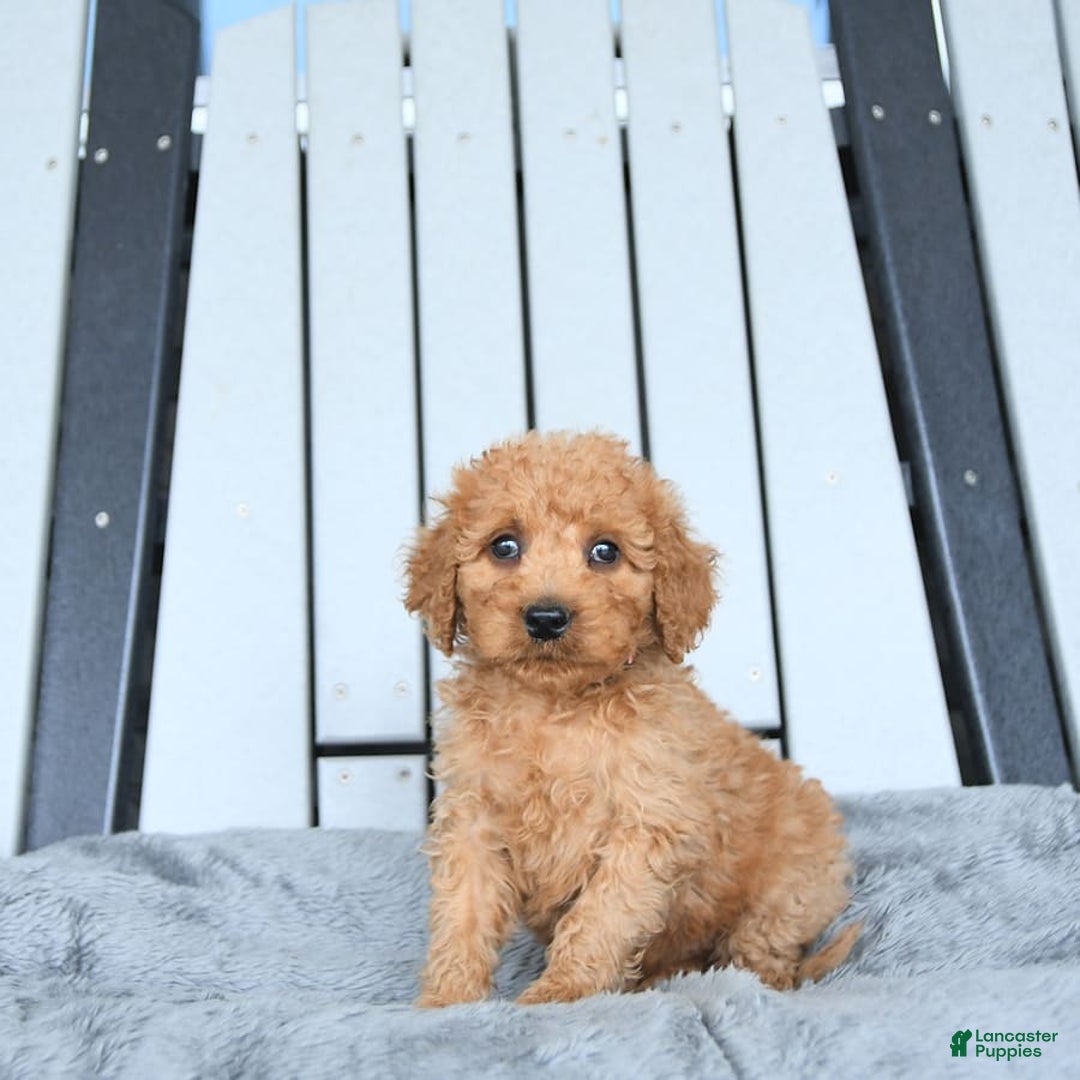 Mini Goldendoodle dogs for sale: Aurora - Image 18