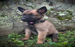 Belgian Malinois dogs for sale: Olivia - Image 3