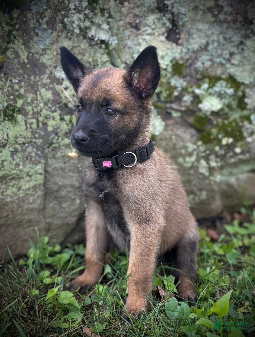 Belgian Malinois dogs for sale: Olivia - Image 3