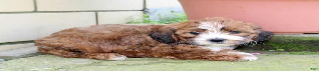 Lola