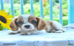 Cavalier King Charles Spaniel dogs for sale: Cavalier King Charles Spaniel 5 puppies - Image 10