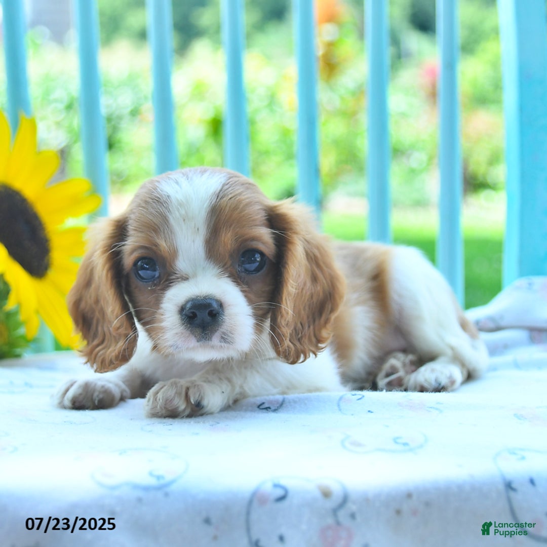 Cavalier King Charles Spaniel dogs for sale: Cavalier King Charles Spaniel 5 puppies - Image 10