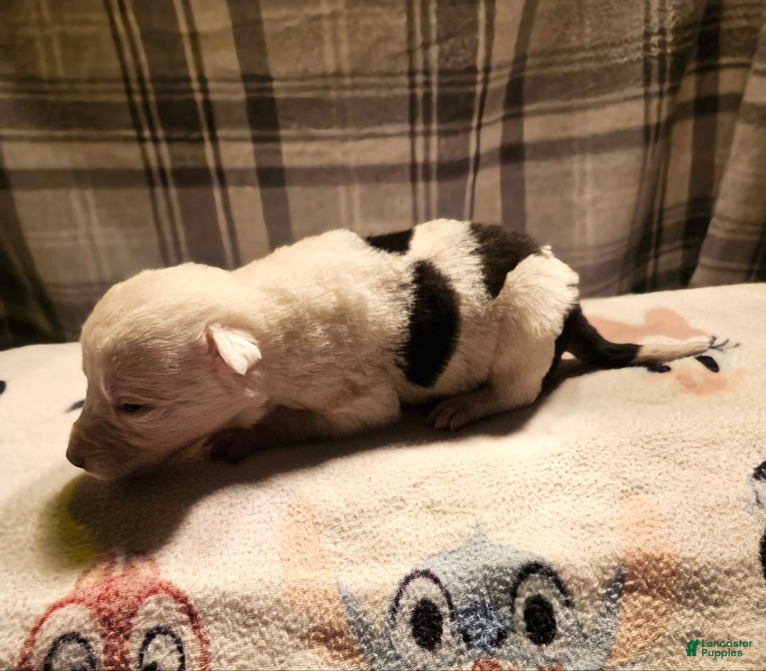 Border Collie dogs for sale: Dreami - Image 27