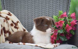 Border Collie dogs for sale: Brittney - Image 4
