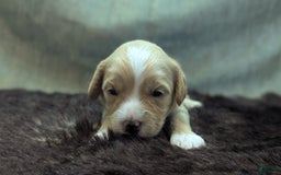 Cockapoo dogs for sale: Snotlout - Image 10