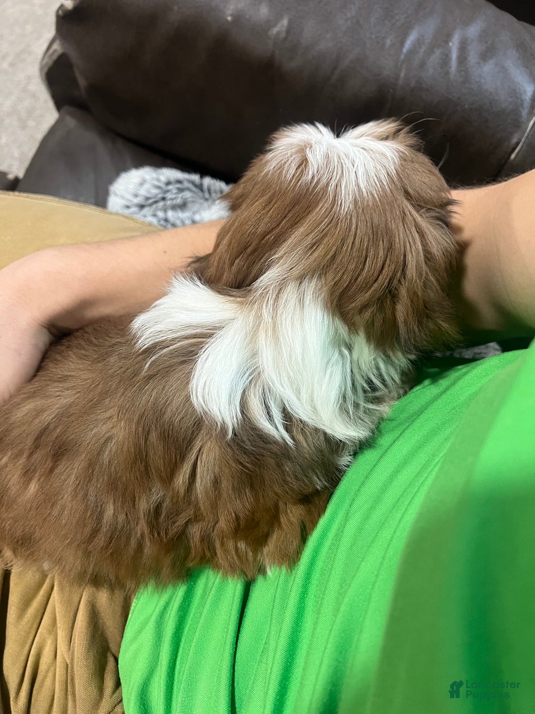 Lhasa Apso dogs for sale: Teddy - Image 5