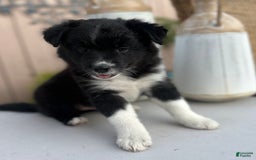 American Bully dogs for sale: Cocoa - Image 4
