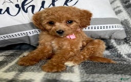 Mini Goldendoodle dogs for sale: Minnie Mini F1b - Image 13