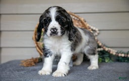 Cocker Spaniel dogs for sale: Jack - Image 5