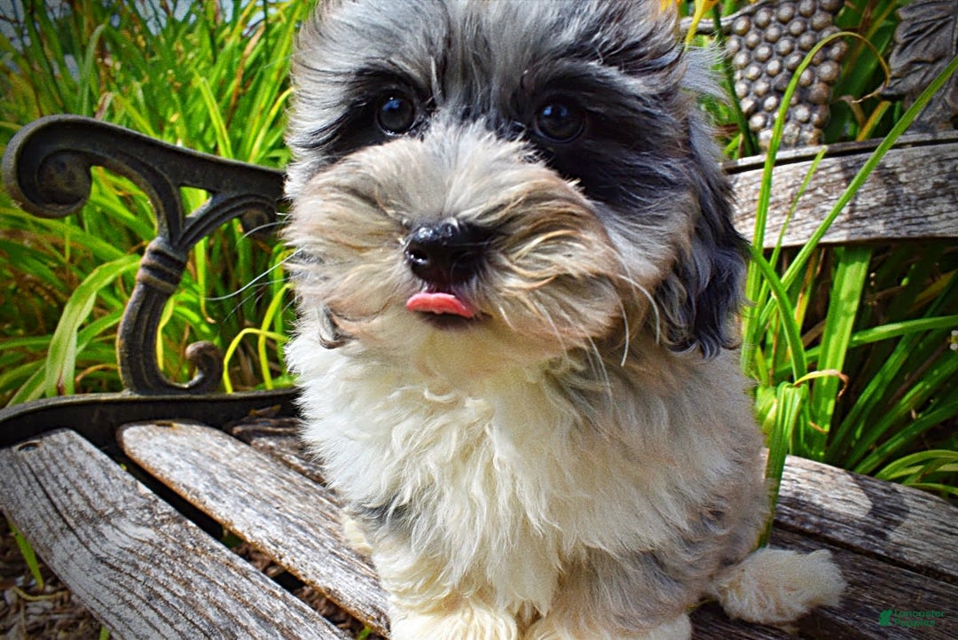 Havapoo dogs for sale: Elvis - Image 6