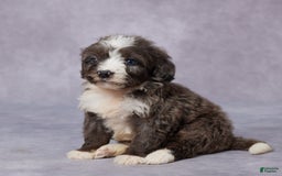 Mini Bernedoodle dogs for sale: Carly - Image 4