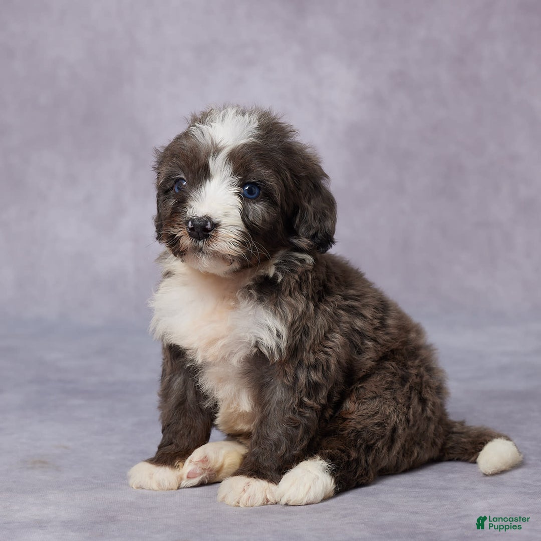 Mini Bernedoodle dogs for sale: Carly - Image 4