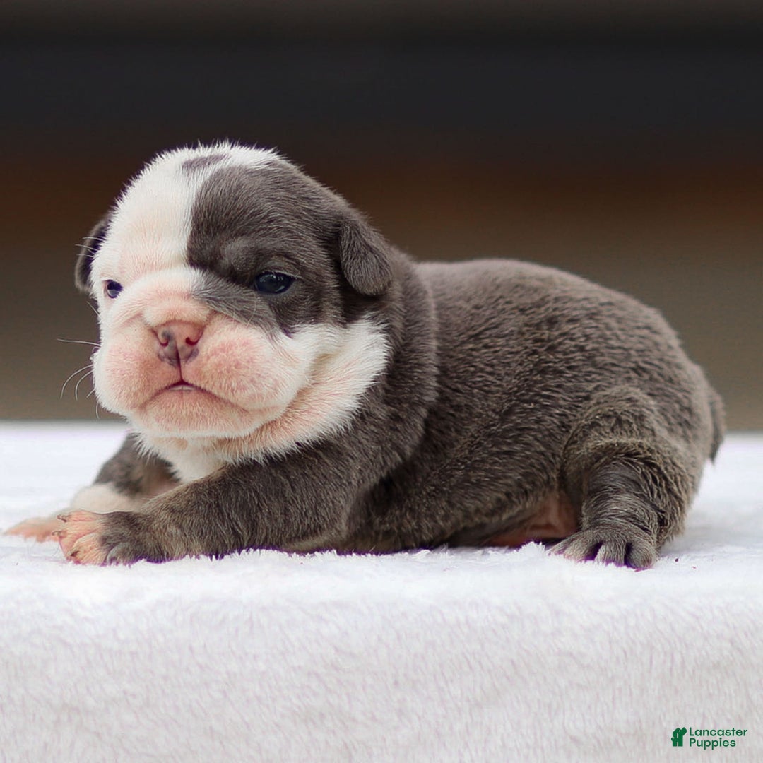 English Bulldog dogs for sale: Toby - Image 4