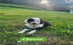 Old English Sheepdog dogs for sale: Clover - Image 3
