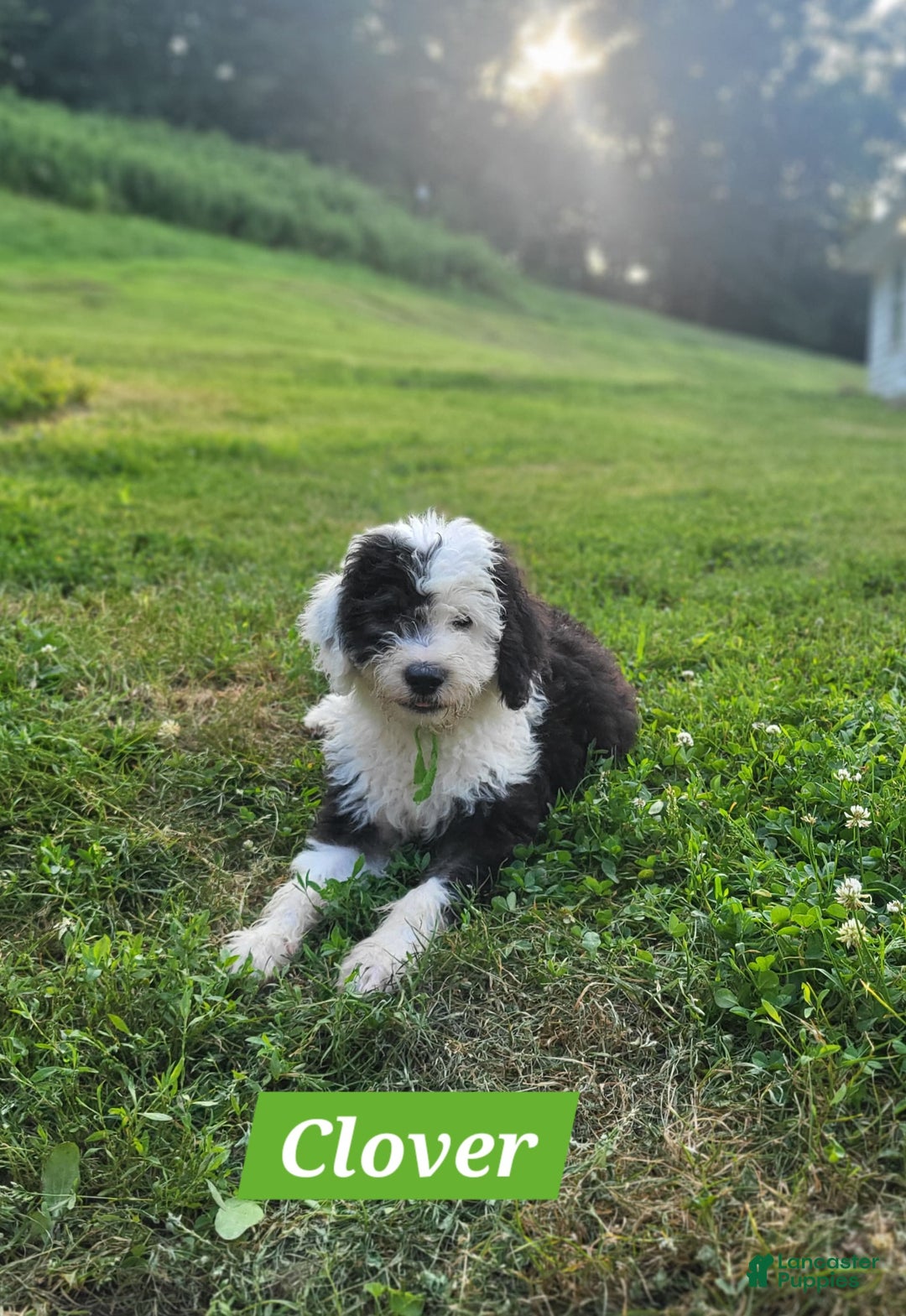 Old English Sheepdog dogs for sale: Clover - Image 3