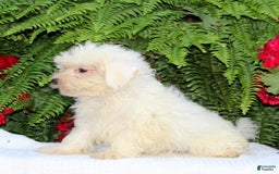 Maltese dogs for sale: Kyle - Image 3