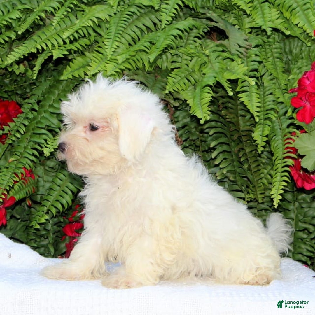 Maltese dogs for sale: Kyle - Image 3