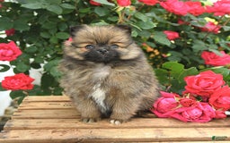 Pomeranian dogs for sale: Joy - Image 8