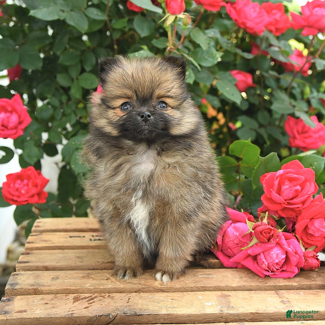 Pomeranian dogs for sale: Joy - Image 8