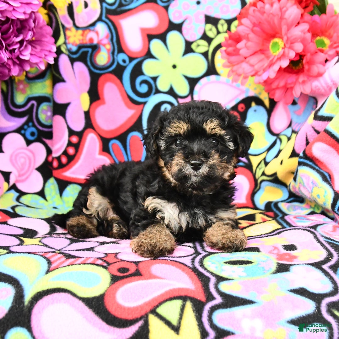 Yorkiepoo dogs for sale: Zoey - Image 3
