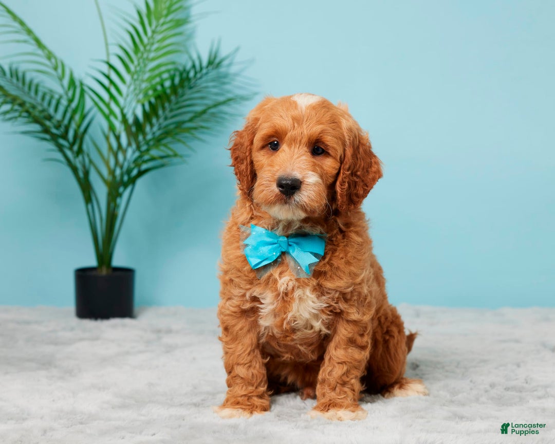 Mini Goldendoodle dogs for sale: Nickie - Image 1