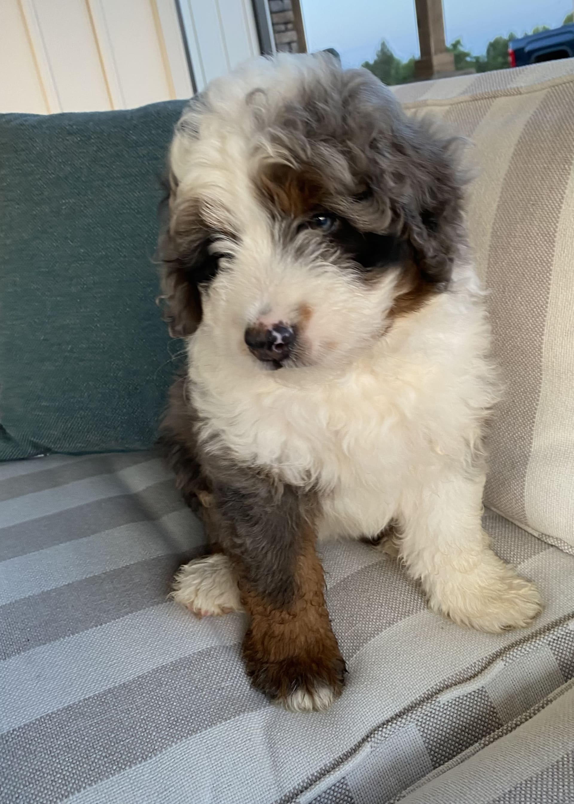 Mini Bernedoodle dogs for sale: Sammy - Image 1
