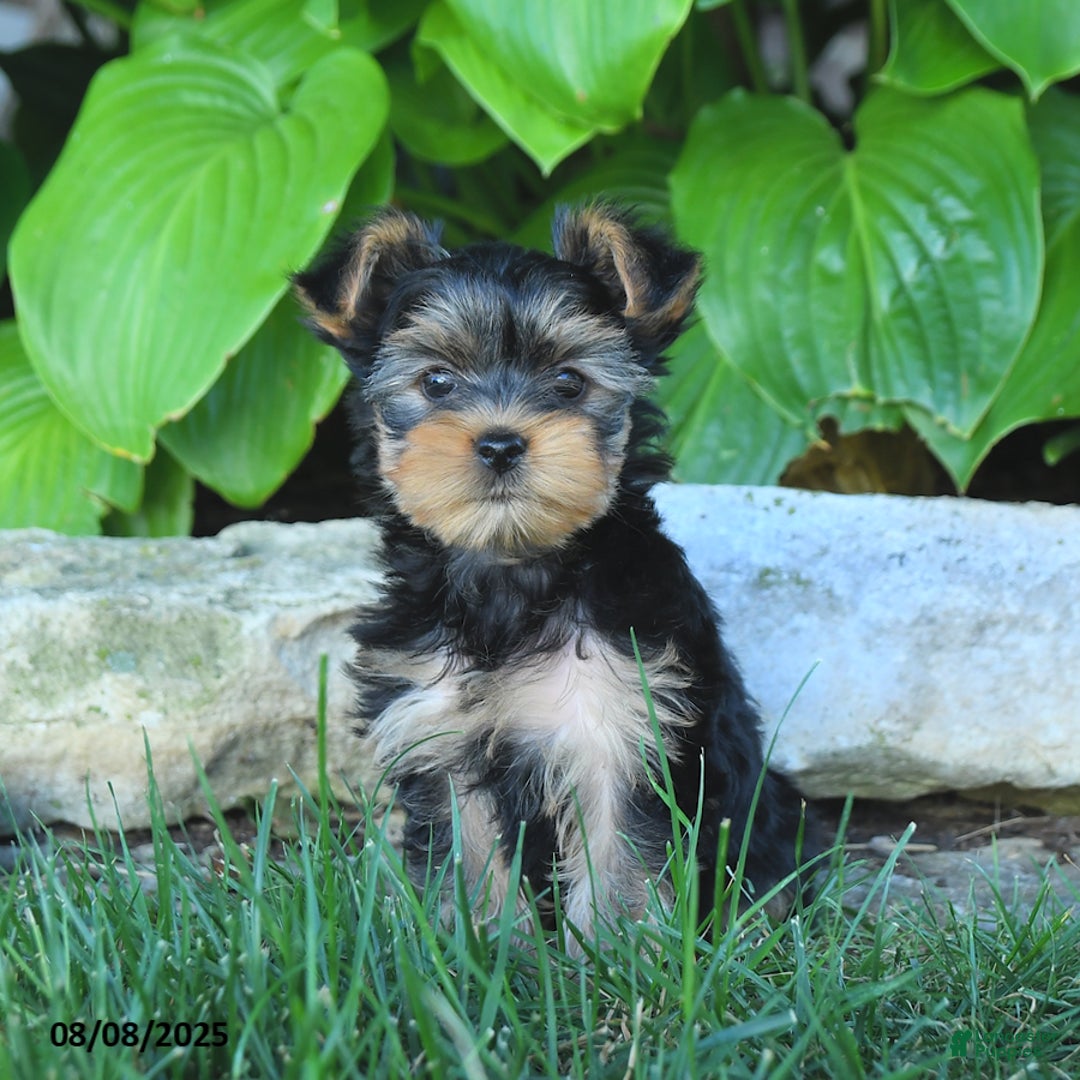 Yorkshire Terrier dogs for sale: Yorkshire Terrier 4 puppies - Image 4