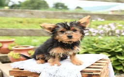 Yorkshire Terrier dogs for sale: Cash - Image 2