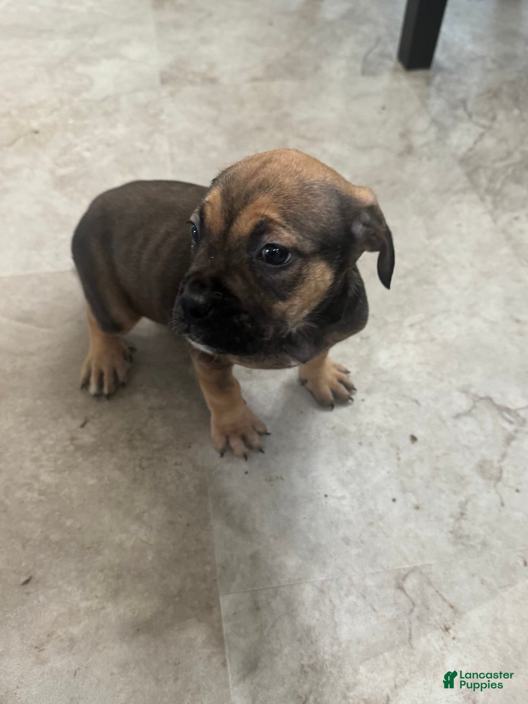 South African Boerboels dogs for sale: Luna - Image 3
