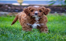 Cavapoo dogs for sale: Biscuit - Image 3