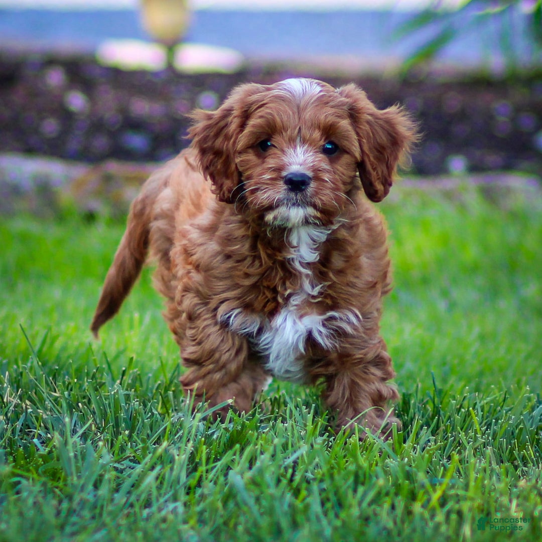 Cavapoo dogs for sale: Biscuit - Image 3