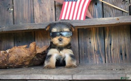 Yorkshire Terrier dogs for sale: Pippin - Image 1