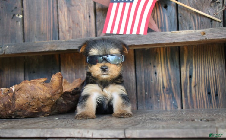 Yorkshire Terrier dogs for sale - Ad 5